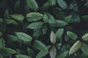 The Benefits of Kratom: A Natural Solution